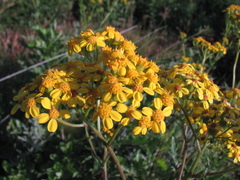 Senecio variifolius