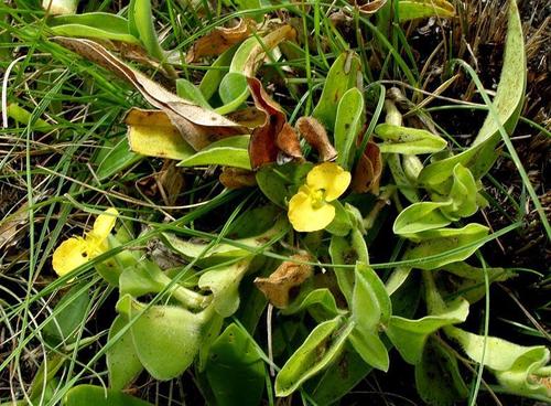 Commelina africana image