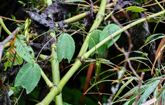 Passiflora chrysosepala