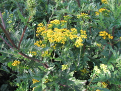 Senecio variifolius
