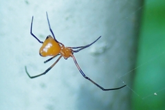Argyrodes miniaceus