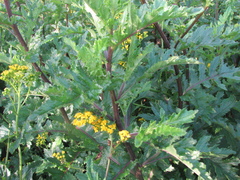 Senecio variifolius