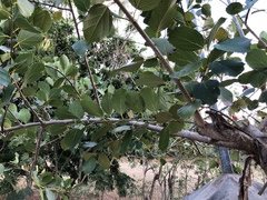 Cordia dichotoma