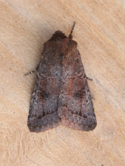 Protorthodes curtica