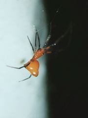 Argyrodes miniaceus