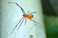 Argyrodes miniaceus