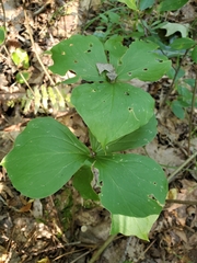 Trillium cernuum