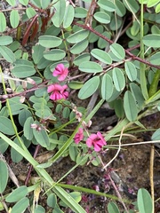 Indigofera vicioides