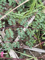 Indigofera vicioides