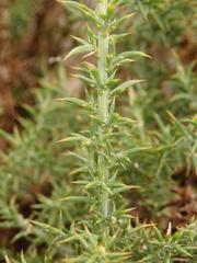 Ulex micranthus