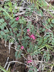 Indigofera vicioides