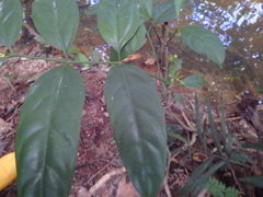 Polyscias diversifolia