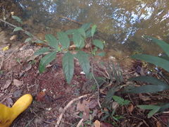 Polyscias diversifolia