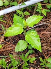 Ageratina jucunda