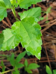 Ageratina jucunda