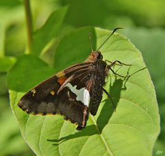 Epargyreus clarus