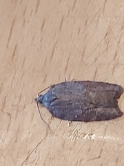 Acleris sparsana