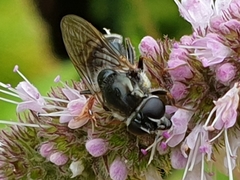Cheilosia caerulescens
