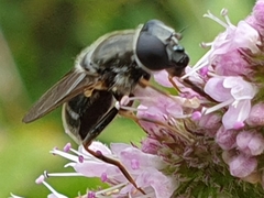Cheilosia caerulescens