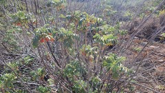 Melianthus