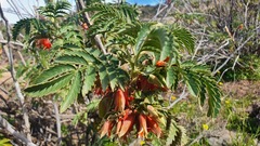 Melianthus