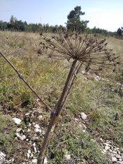 Heracleum sphondylium sibiricum
