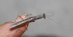 Tarachodes