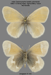 Coenonympha tullia yukonensis