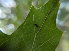 Dolichoderus plagiatus