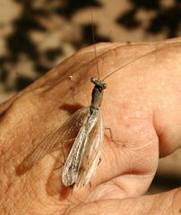 Tarachodes