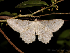 Geometridae