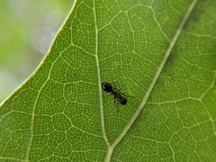 Dolichoderus plagiatus