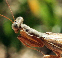 Tarachodes