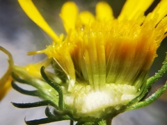 Grindelia greenei