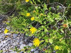 Grindelia greenei