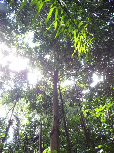 Baccaurea motleyana, photograph 5