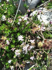 Asperula supina caespitans