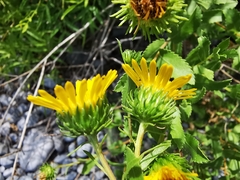 Grindelia greenei