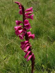 Watsonia pulchra image