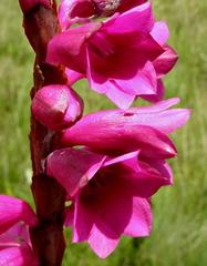 Watsonia pulchra image