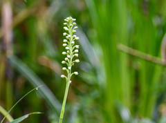 Gomphichis