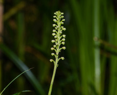 Gomphichis