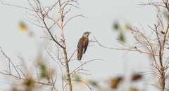 Cacomantis sonneratii