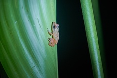 Diasporus