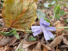 Cichorium intybus