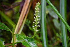 Gomphichis