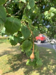 Pyrus cordata
