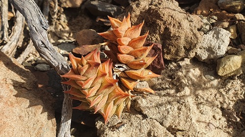 Astroloba corrugata