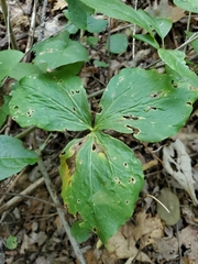 Trillium cernuum