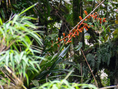 Guzmania multiflora